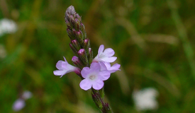 Verbena officinalis